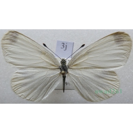 Leptidea reali Reissinger, 1989 female Wietek Reala Czech3j
